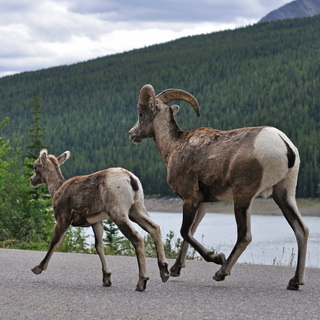 Jasper NP - Bighorn sheeps